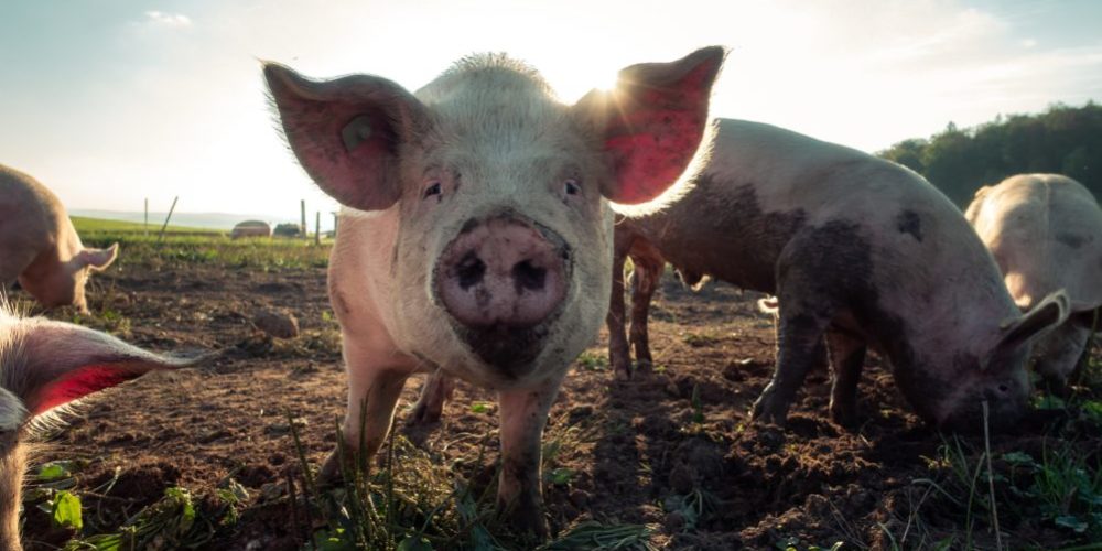 pascal-debrunner-1059218-unsplash